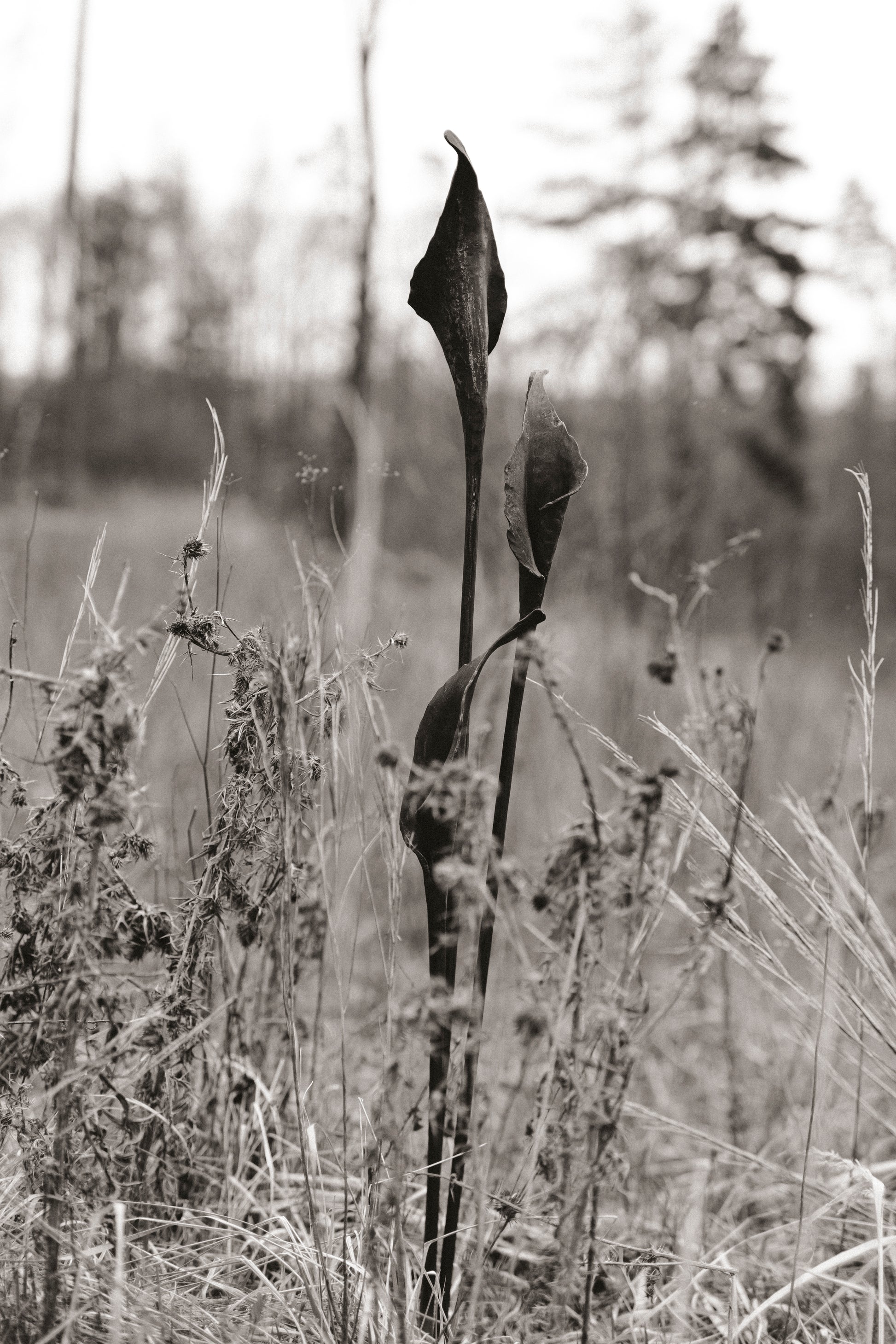 Geschmiedete Blume "Calla"