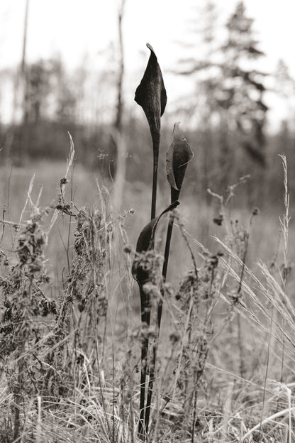 Geschmiedete Blume "Calla"