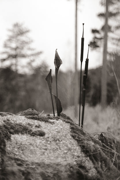Geschmiedete Blume "Calla"
